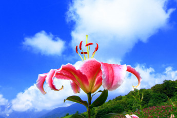 Картинка цветы лилии лилейники облака бутон