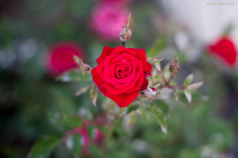 Картинка цветы розы обои