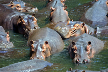 Картинка животные бегемоты стадо вода гиппопотамы