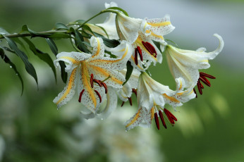 Картинка цветы лилии лилейники белый ветка капли