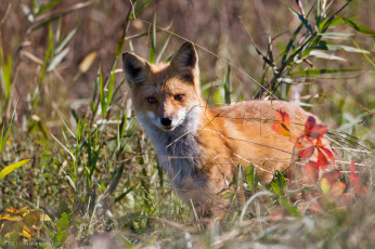 Картинка животные лисы хищница рыжая