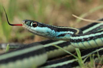 Картинка животные змеи питоны кобры кожа язык