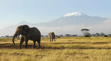 Картинка животные слоны природа гора