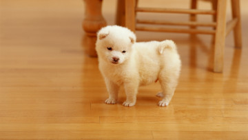 Картинка животные собаки пушистый белый щенок