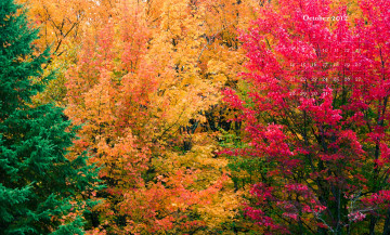 обоя календари, природа, красочный, осень