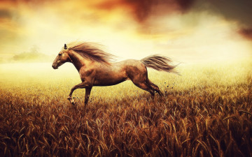 Картинка животные лошади лошадь степь
