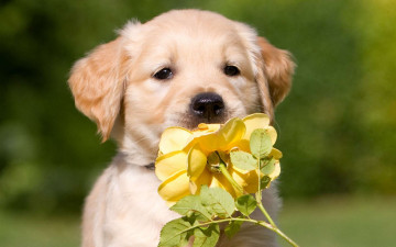 Картинка животные собаки роза щенок
