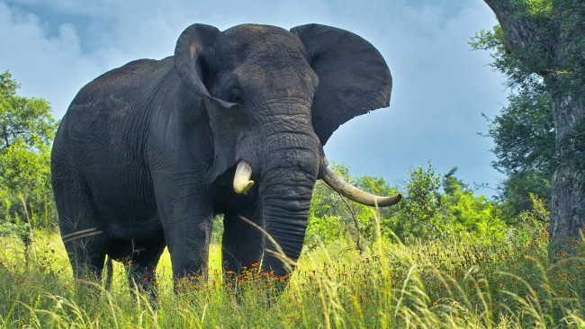 Обои картинки фото elephant, животные, слоны, слон, трава, саванна
