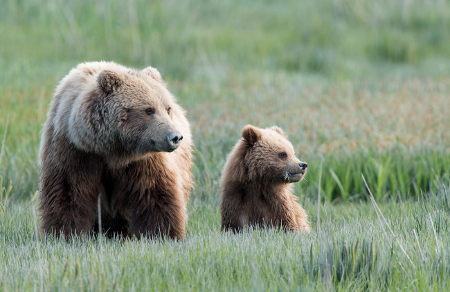 Обои картинки фото животные, медведи, малыш, внимание, мама