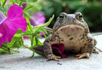 Картинка животные лягушки жаба петуния