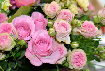 Картинка цветы розы розовый