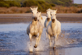 Картинка животные лошади вода берег