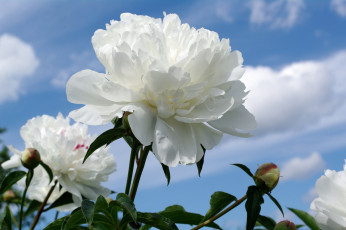 Картинка цветы пионы небо белый