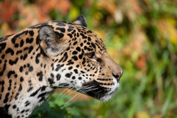 Картинка животные Ягуары профиль морда ягуар