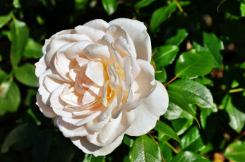Картинка цветы розы лепестки бутон роза