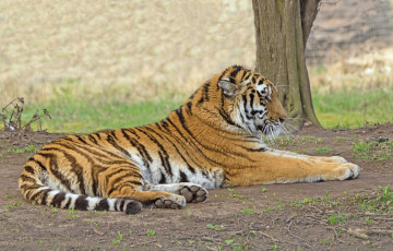 Картинка животные тигры отдых амурский тигр