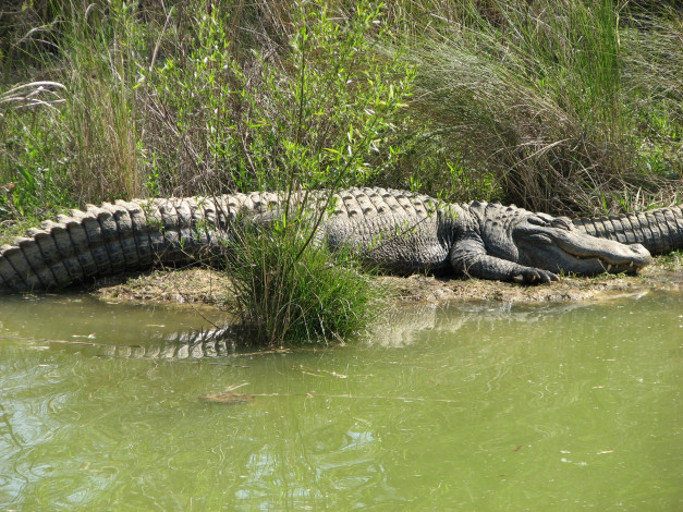 Обои картинки фото животные, крокодилы, крокодил