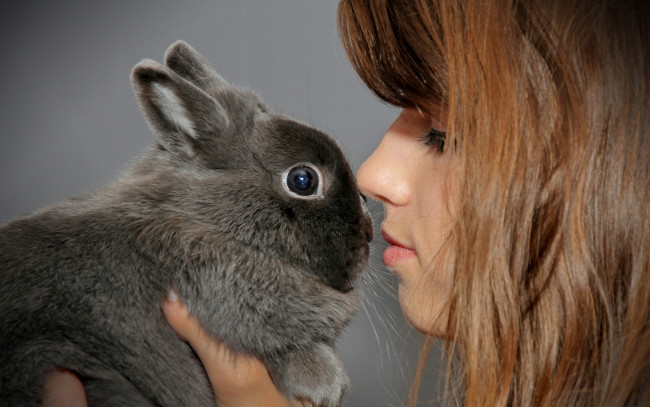 Обои картинки фото животные, кролики, зайцы, уши