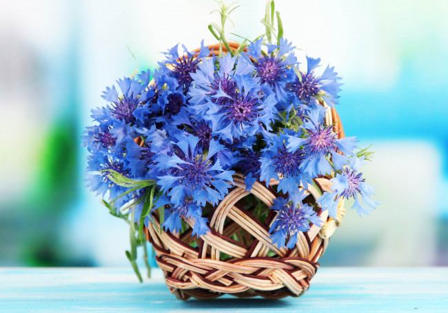 Обои картинки фото цветы, васильки, корзинка, голубой