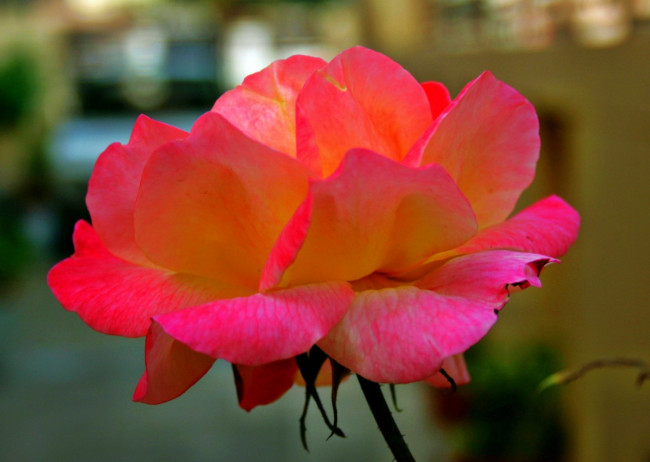 Обои картинки фото цветы, розы, роза, бутон, лепестки