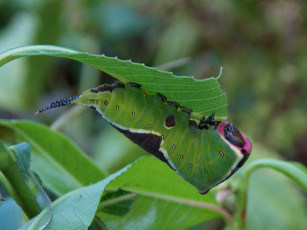Картинка животные гусеницы макро листик гусеница