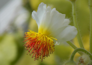 Картинка цветы тычинки бело-жёлтый цветок макро