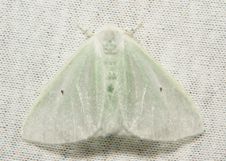 Картинка животные бабочки макро белая крылья бабочка насекомое усики itchydogimages