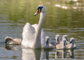 Картинка животные лебеди семья мама вода прогулка птенцы малыши