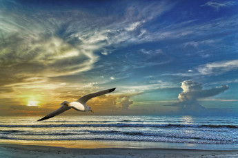 Картинка животные Чайки +бакланы +крачки небо чайка закат берег облака море