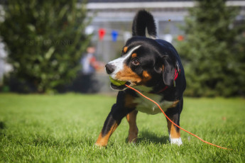 Картинка животные собаки игра собака трава мяч газон