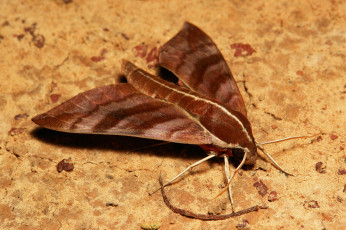 Картинка животные бабочки ночной мотылёк itchydogimages крылья макро коричневый