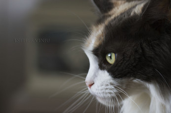 Картинка животные коты кошка ушки коте кот киса усы взгляд профиль
