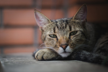 Картинка животные коты полосатая серая фон портрет отдых кошка