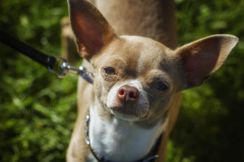 Картинка животные собаки собака портрет ушки нос мордочка
