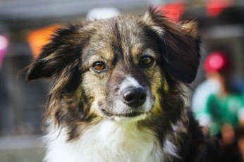 Картинка животные собаки собака портрет ушки нос мордочка