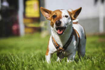 Картинка животные собаки собака радость бежит трава солнечно