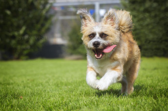 Картинка животные собаки трава язык бежит собака