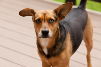 Картинка животные собаки взгляд ушки нос собака мордочка