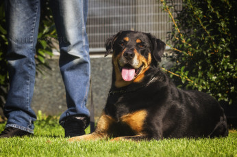 Картинка животные собаки язык ноги солнечно радость собака трава