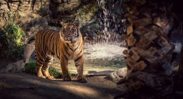 Картинка животные тигры полоски морда водопад кошка