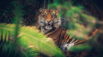 Картинка животные тигры клыки морда оскал листья заросли угроза кошка злость