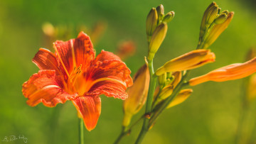 Картинка цветы лилии +лилейники лепестки оранжевый цветок макро