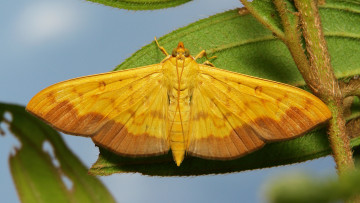 Картинка животные бабочки макро ночной мотылёк itchydogimages бабочка листья жёлтая растение усики крылья