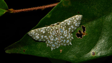 Картинка животные бабочки зелёная бабочка itchydogimages лист усики крылья макро