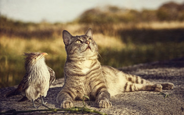 Картинка животные разные+вместе любопытство птичка кот