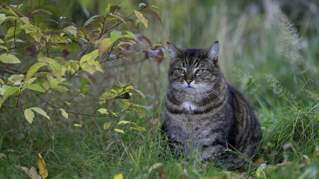 Обои картинки фото животные, коты, кот, взгляд, серый, листья, куст, трава