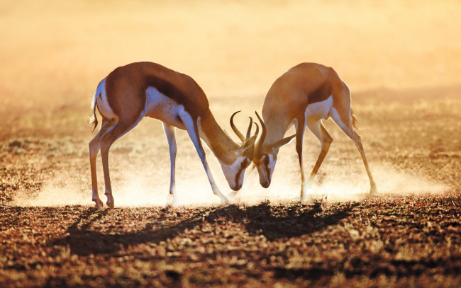 Обои картинки фото животные, антилопы, пыль, противостояние, утро