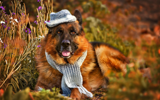 Обои картинки фото животные, собаки, растения, друг, шляпа, взгляд, шарф, трава, собака