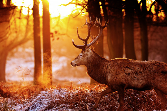 Обои картинки фото животные, олени, лес, осень, профиль, рога, красавец, солнце, свет, блики