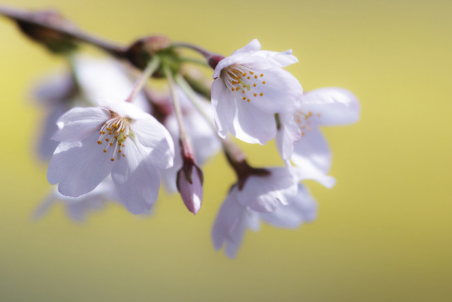 Обои картинки фото цветы, сакура,  вишня, дерево, цветение, нежно, макро, веточка